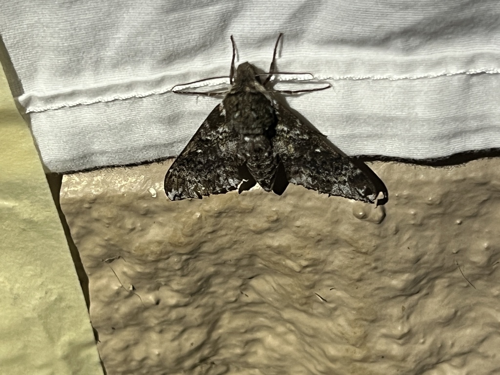 Pawpaw Sphinx from Onward Rd, Midlothian, TX, US on April 26, 2024 at ...