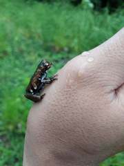 Dendropsophus parviceps