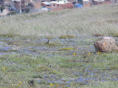 Eremophila alpestris peregrina