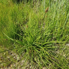 Carex serratodens