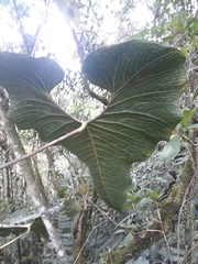 Anthurium bogotense