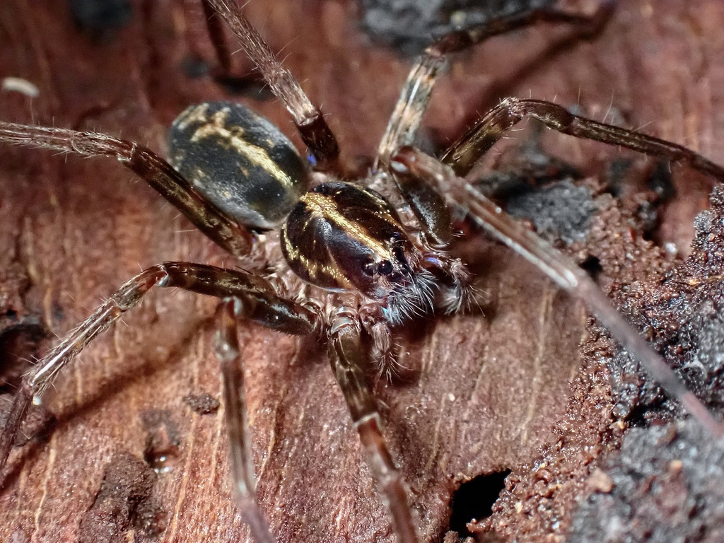 Centroctenus auberti