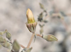 Mentzelia leucophylla