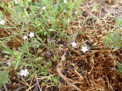 Convolvulus simulans