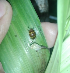 Iphiclus delineatus