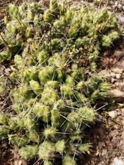 Airampoa ayrampo