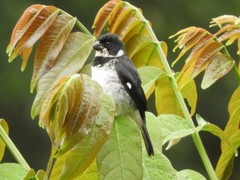 Variable Seedeater photo 6