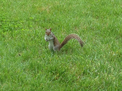 Sciurus carolinensis
