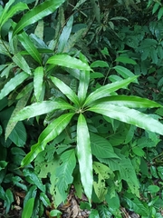 Mangifera indica