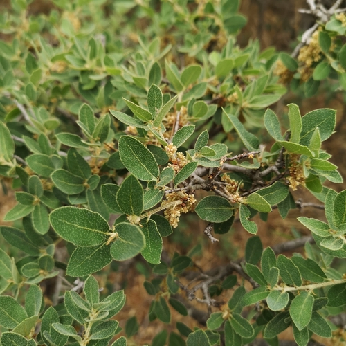 Quercus striatula