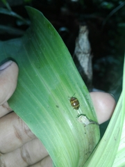 Iphiclus delineatus