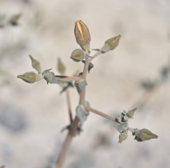 Mentzelia leucophylla
