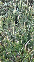 Disterigma pernettyoides