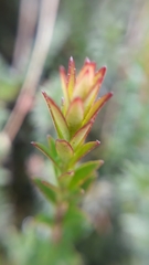 Disterigma pernettyoides