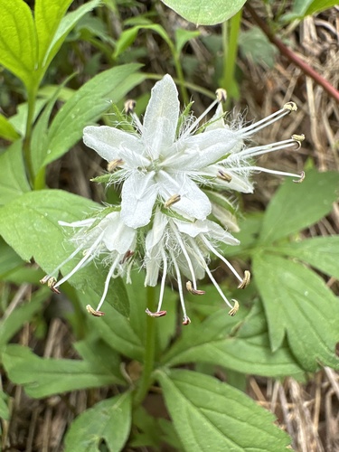 Virginia Waterleaf