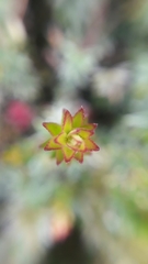 Disterigma pernettyoides