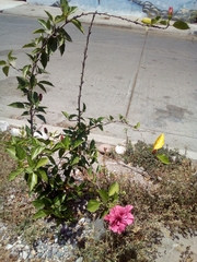 Hibiscus rosa-sinensis