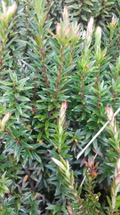 Disterigma pernettyoides