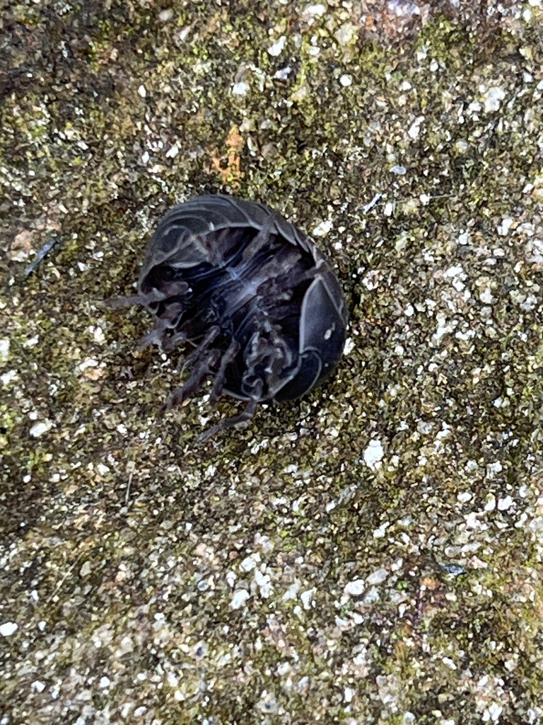 common-pill-woodlouse-from-oregon-ridge-park-cockeysville-md-us-on