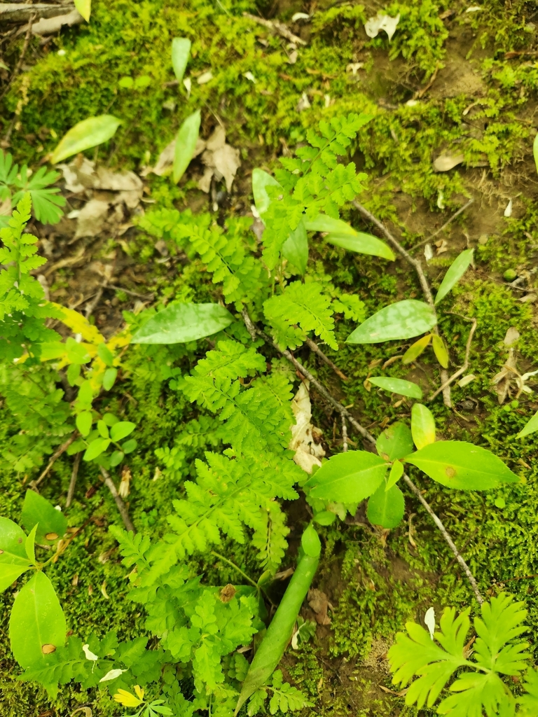 lowland brittle fern from CherokeeSeneca, Louisville, KY, USA on April