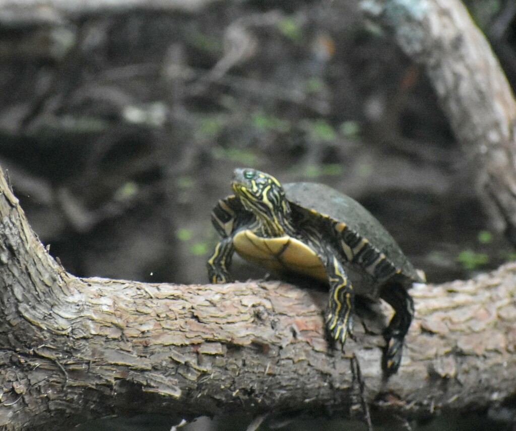 Texas Cooter from Cibolo Center for Conservation, 140 City Park Rd ...