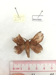 Euthrix isocyma
