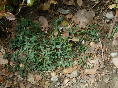 Image of Trifolium uniflorum by (c) Daniel Cahen, some rights reserved (CC BY)