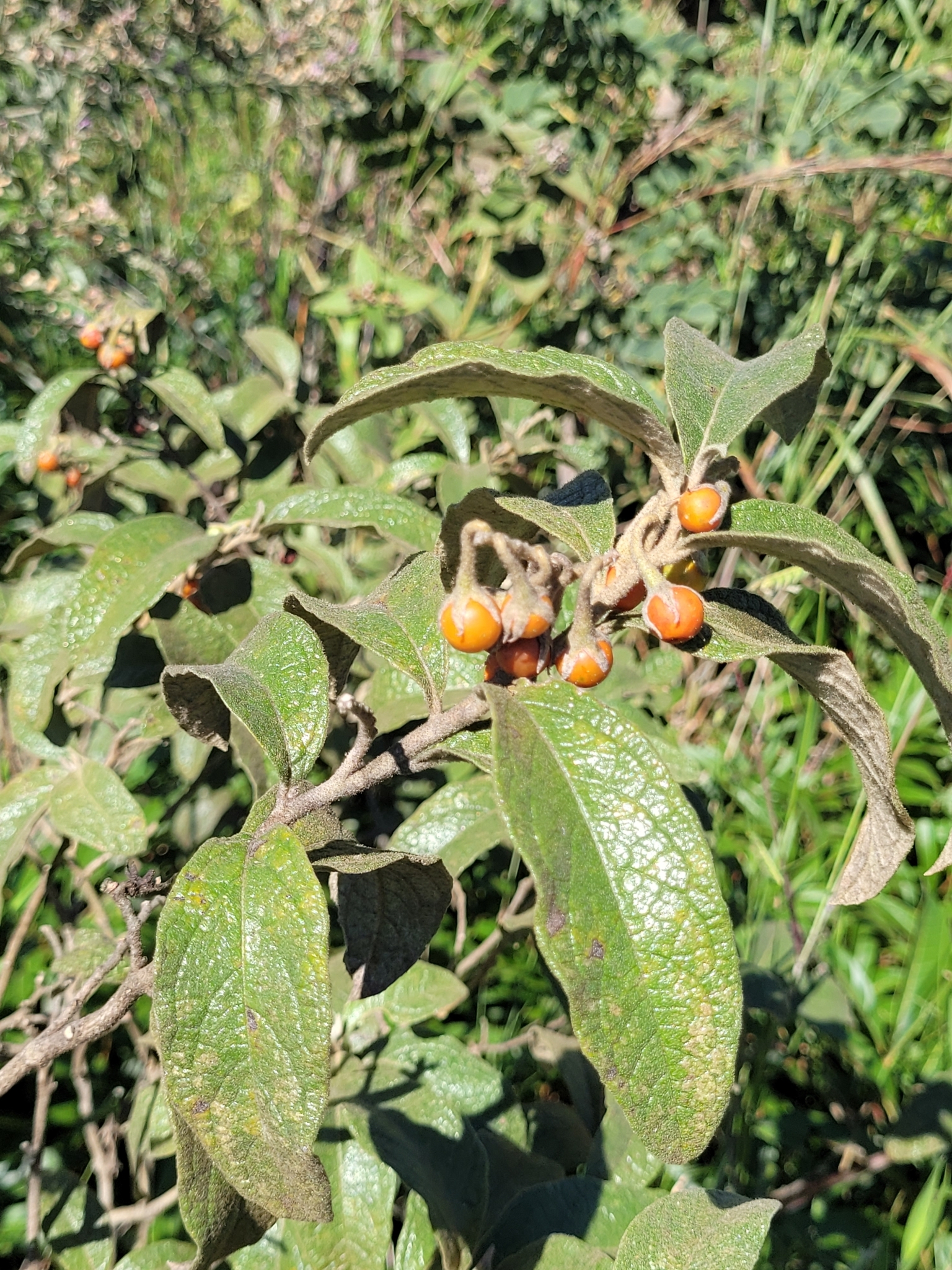 Imagem de Solanum subumbellatum
