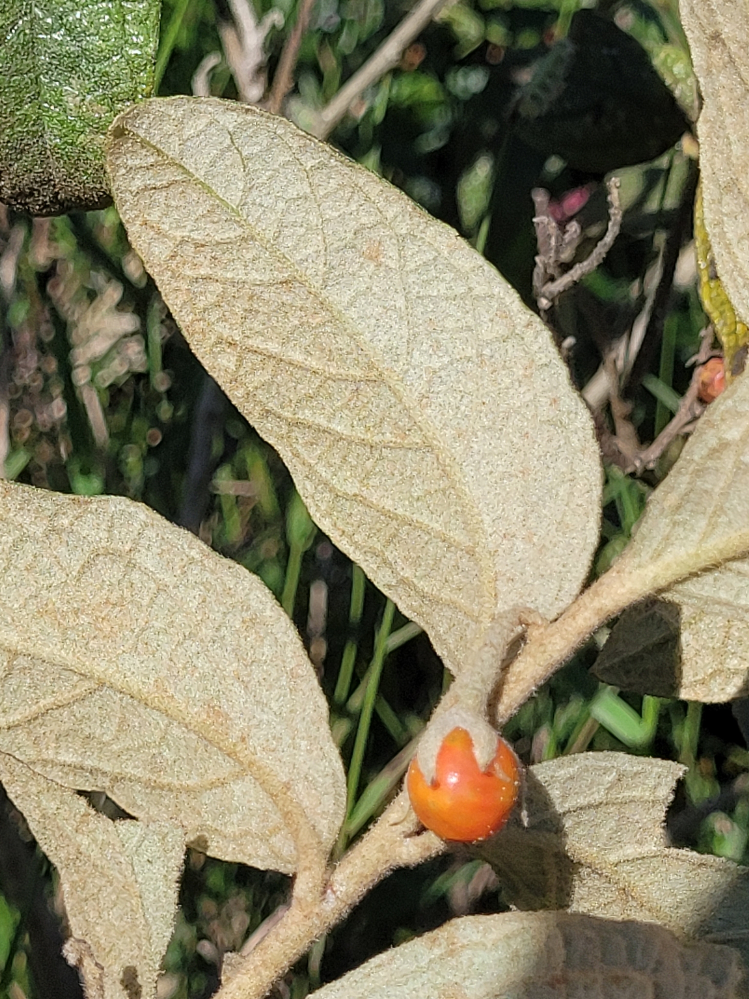 Imagem de Solanum subumbellatum