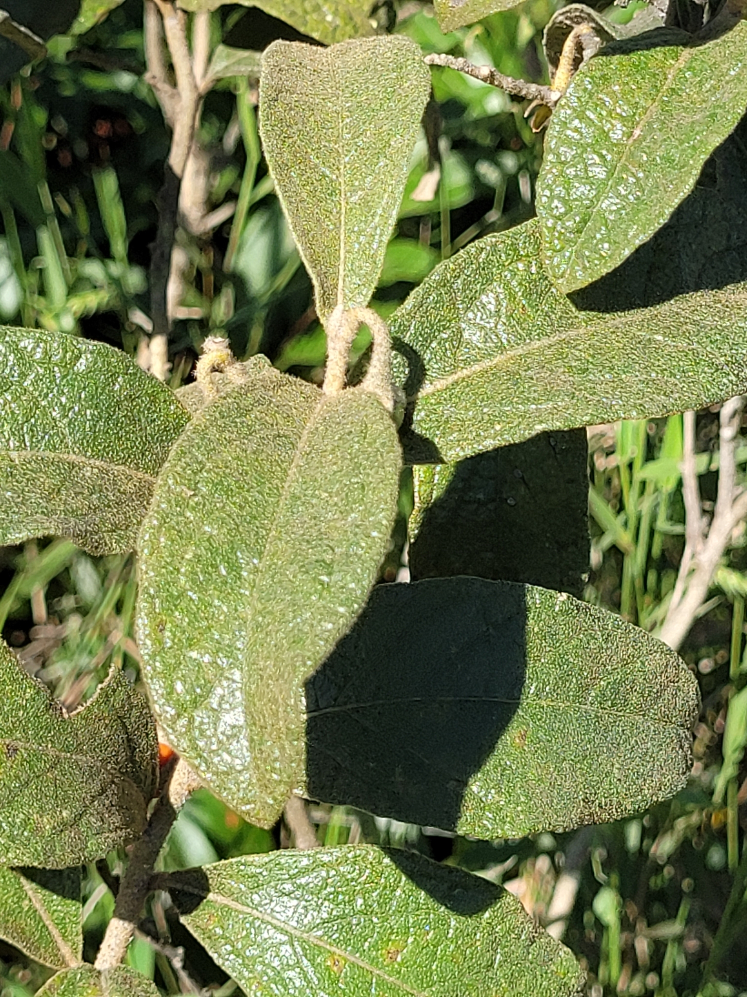Imagem de Solanum subumbellatum