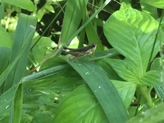 Orphulella concinnula