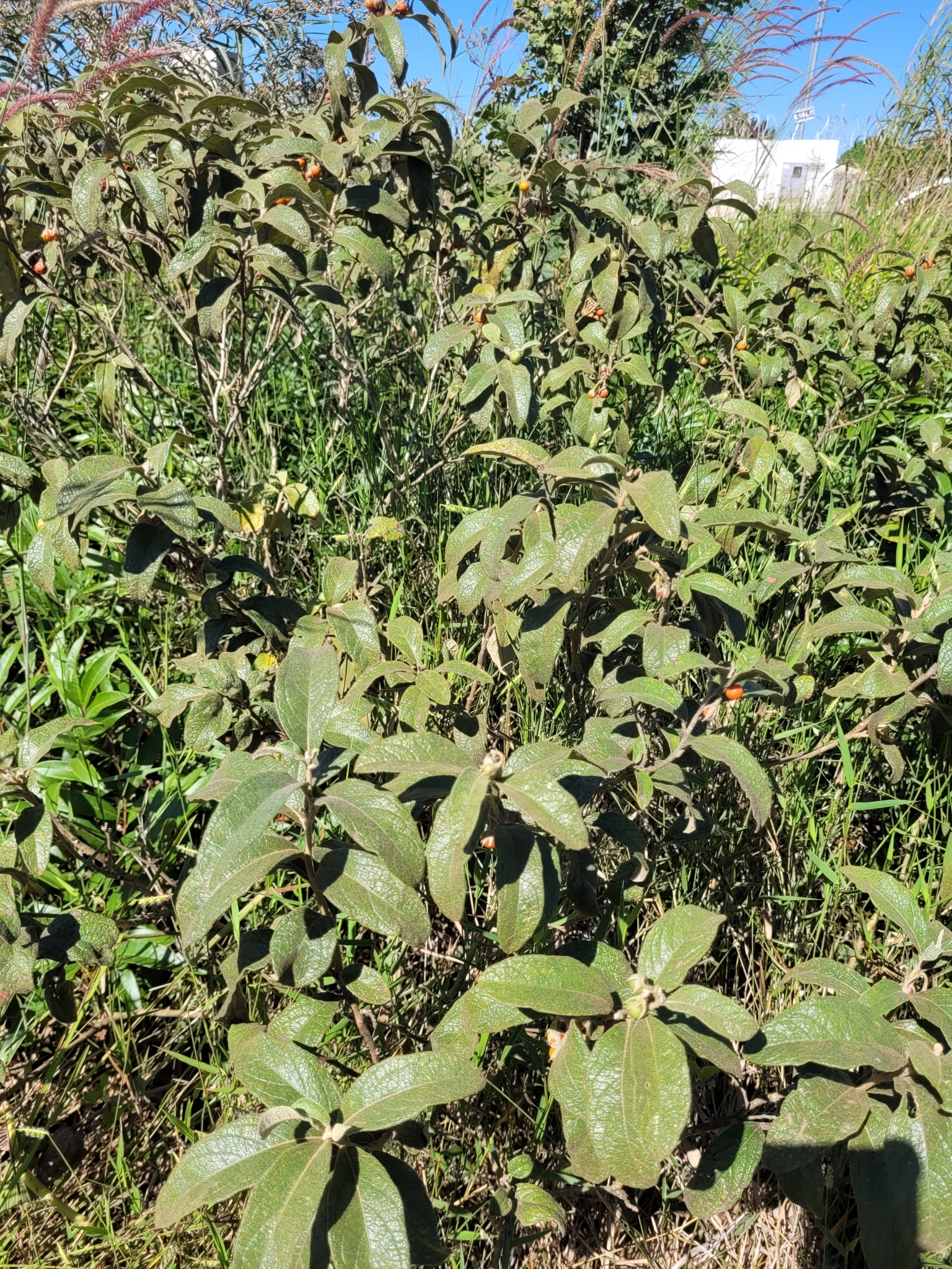 Imagem de Solanum subumbellatum