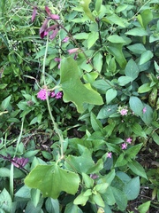 Smilax bona-nox image