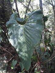 Anthurium bogotense