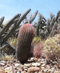 Ferocactus gracilis gracilis