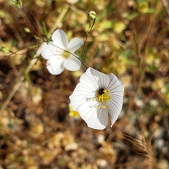 Leptosiphon liniflorus