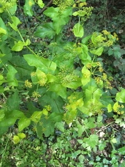 Smyrnium perfoliatum