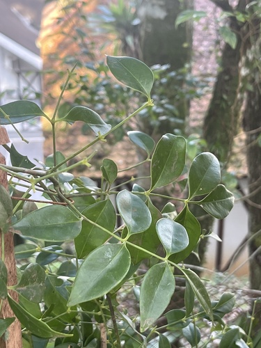 Foto de Vinhático