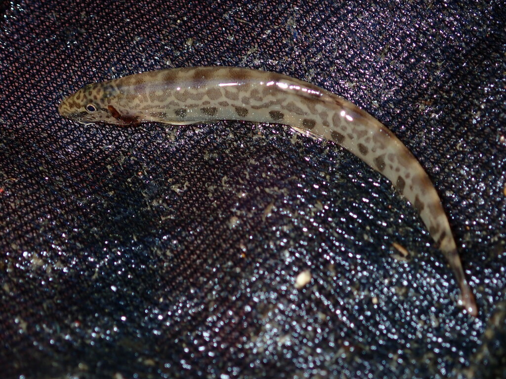 Balkan loach (Sabanejewia balcanica) — Cobitidae