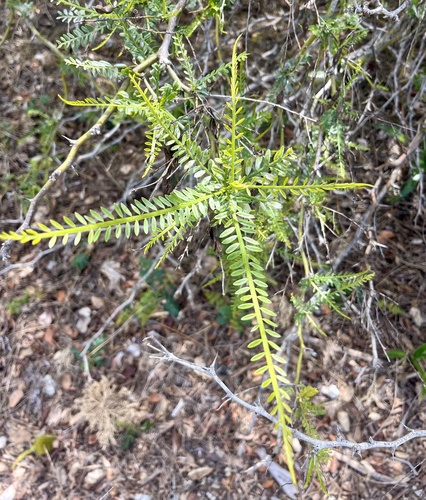 iNaturalist observation photo of Mexican palo verde
