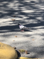 Columba livia domestica