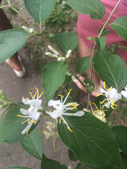 Lonicera