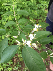 Lonicera
