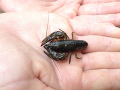 Faxonius leptogonopodus