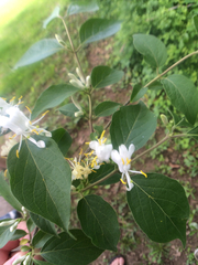 Lonicera