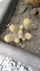 Cactaceae