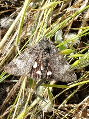 Litocala sexsignata