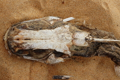 Crucifix Sea Catfish photo 2