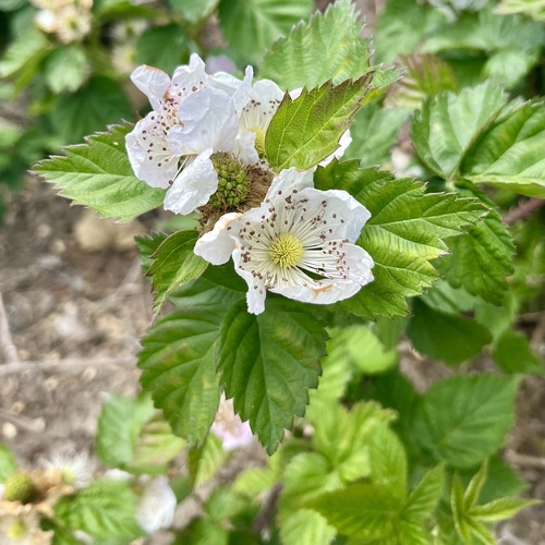 iNaturalist observation photo of trailing blackberry