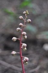 Pyrola aphylla